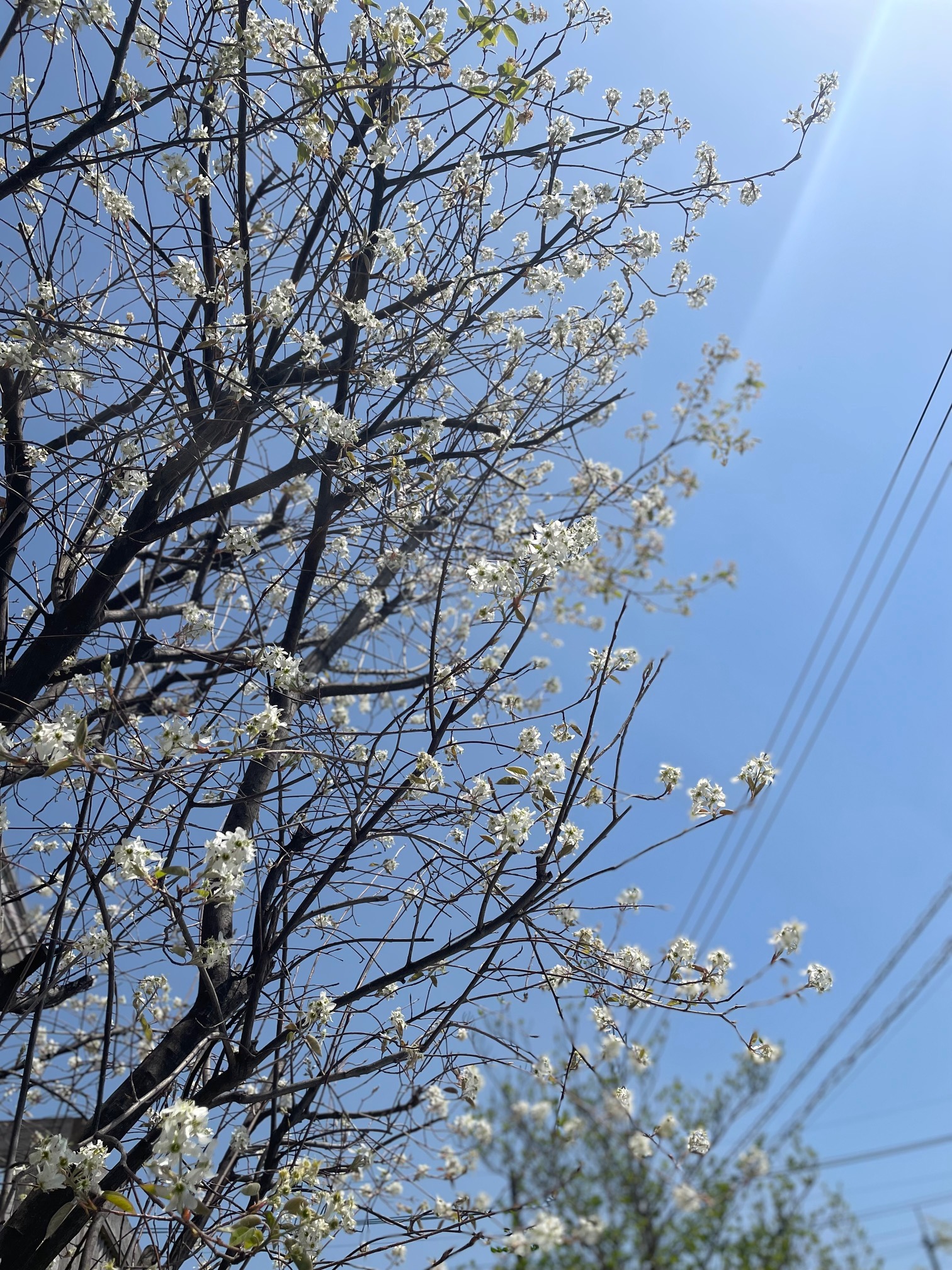 ジューンベリーの花 写真