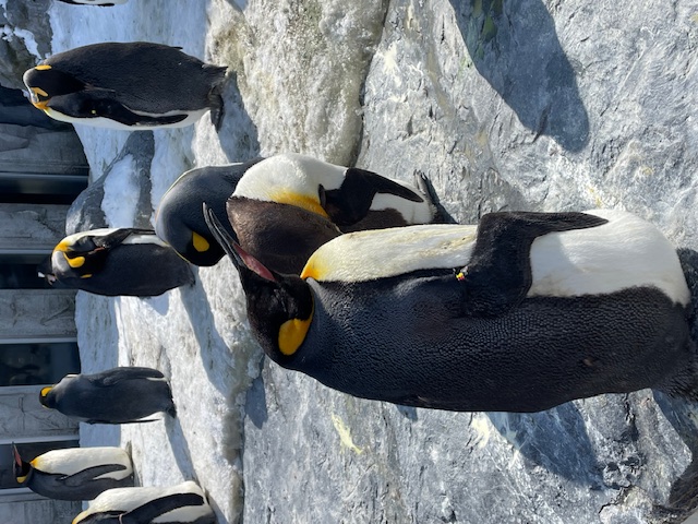 旭山動物園に行ってきました！ 写真